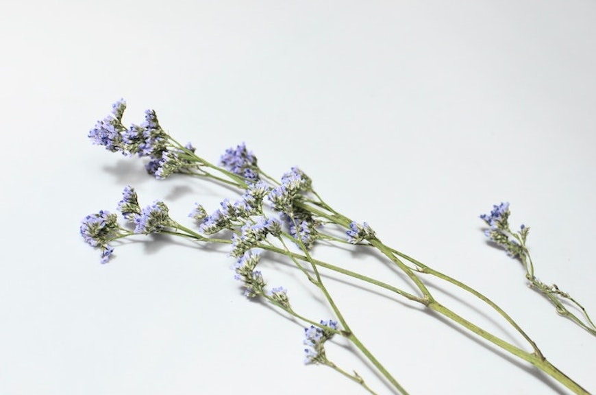 lavender