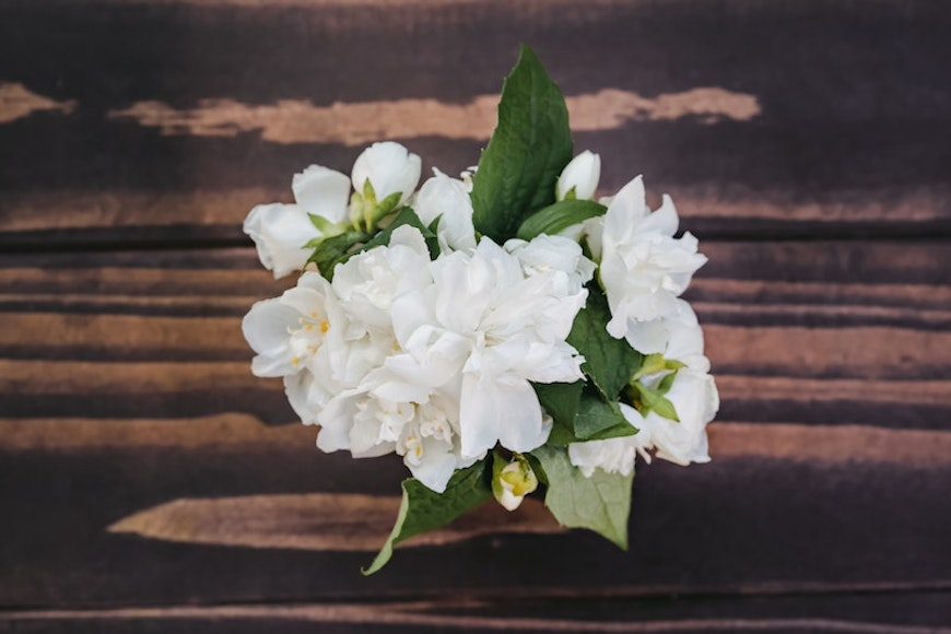 jasmine