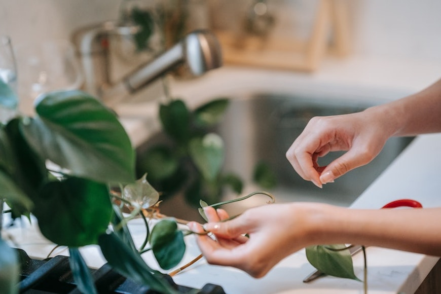 philodendron