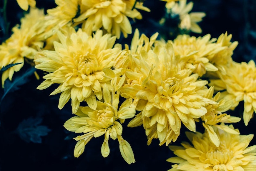 cryssanthymum