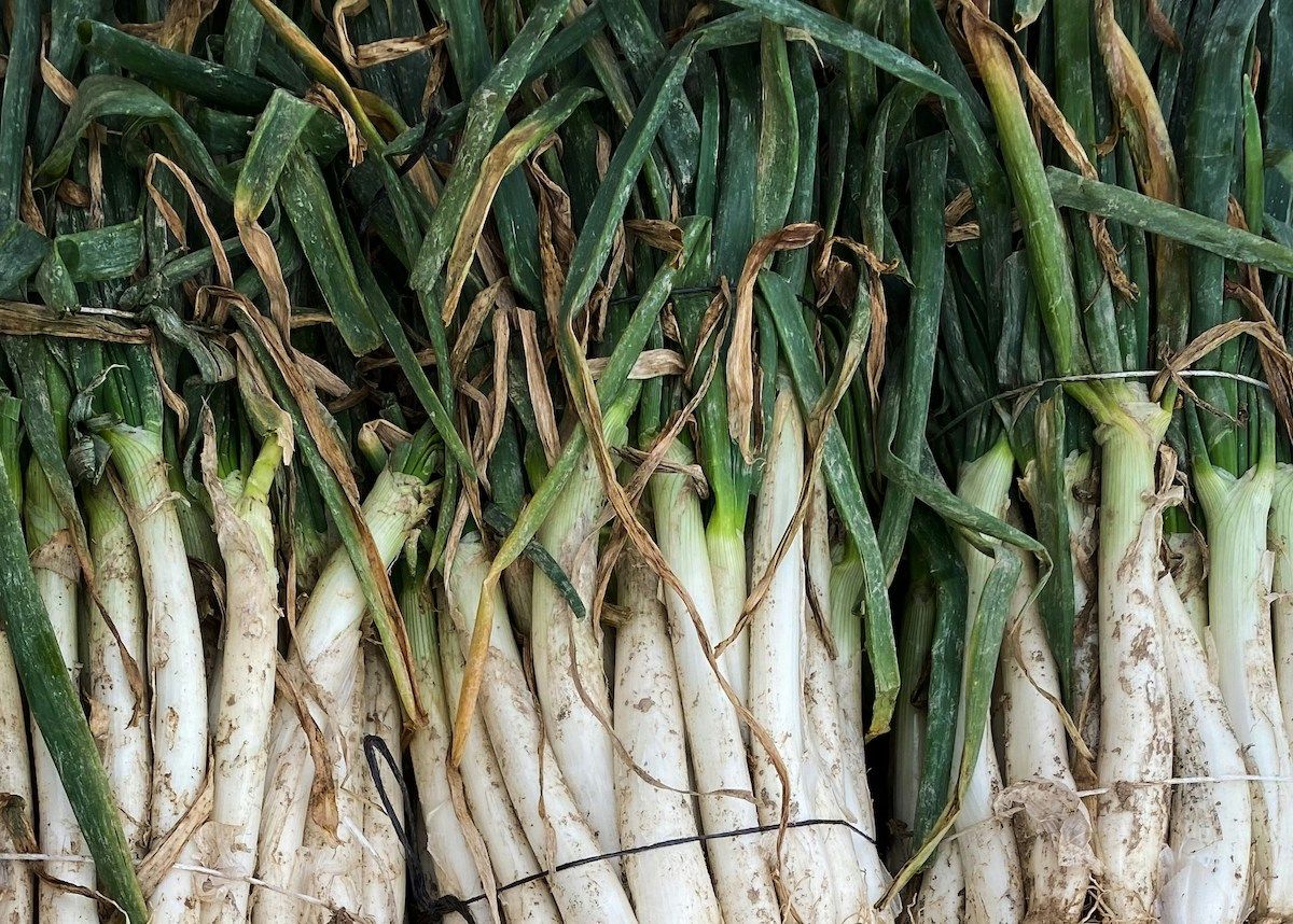 calçots