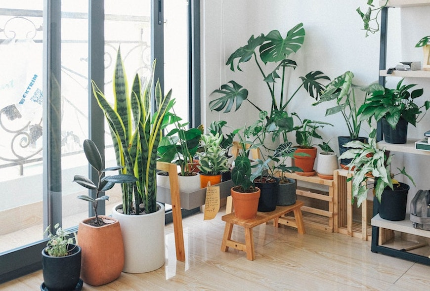 house plants 
