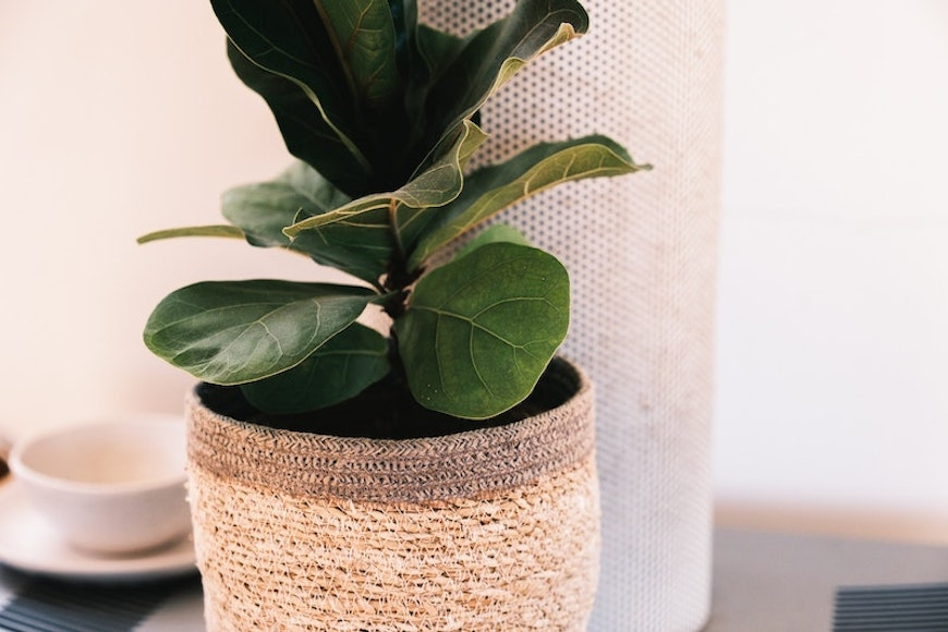 plant growing in woven pot