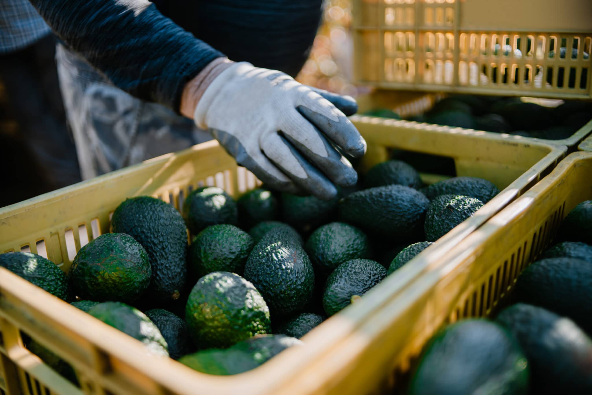 Avocado prices soar ahead of Cinco de Mayo