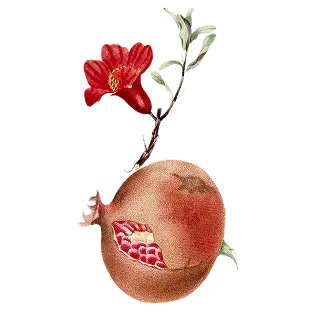 Pomegranate symbol