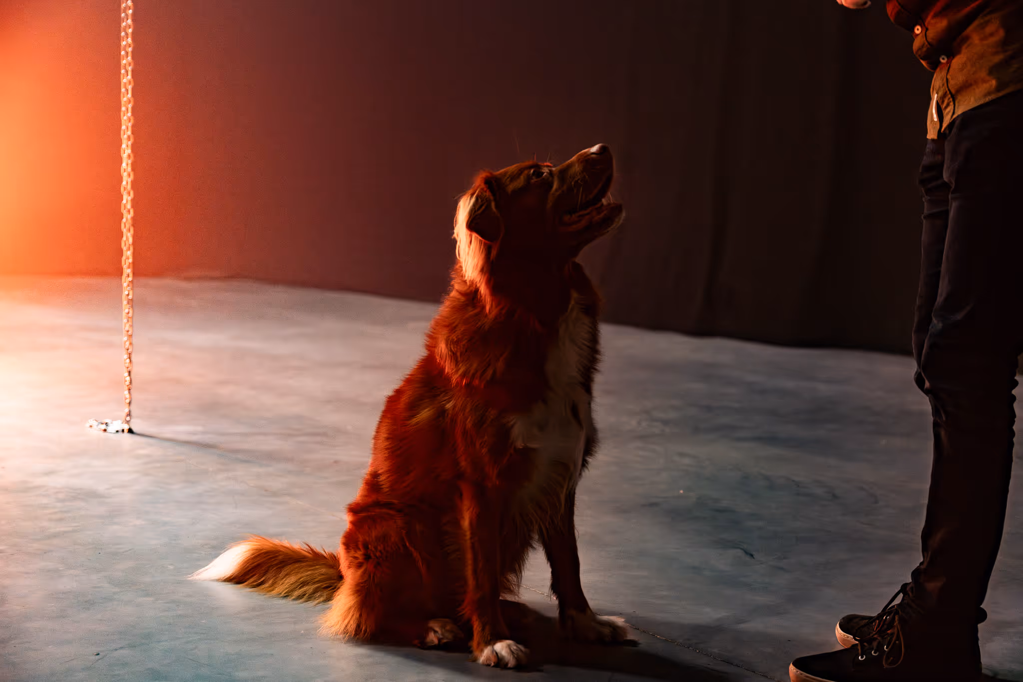 Bruine hond met witte vacht zittend op beton terwijl hij omhoog kijkt naar een persoon.