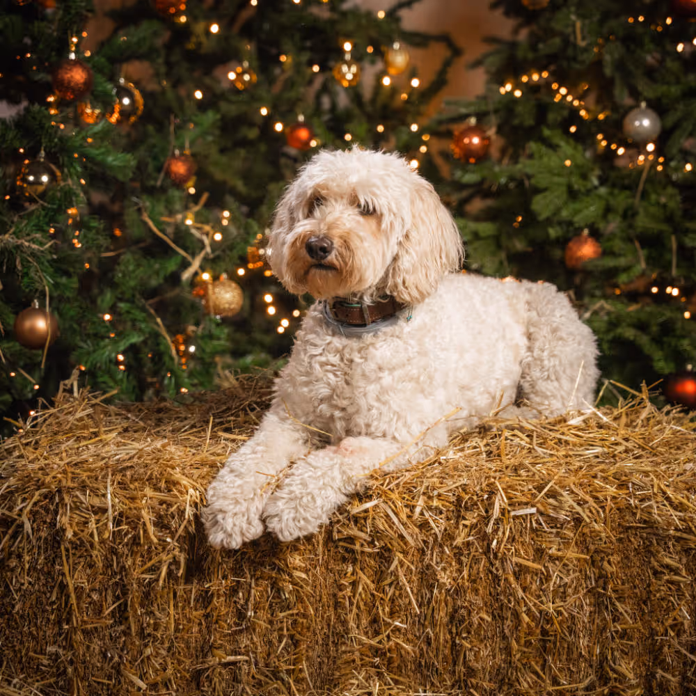 Een witte krullende hond ligt op een hooibaal voor versierde kerstbomen met lichtjes en ornamenten.
