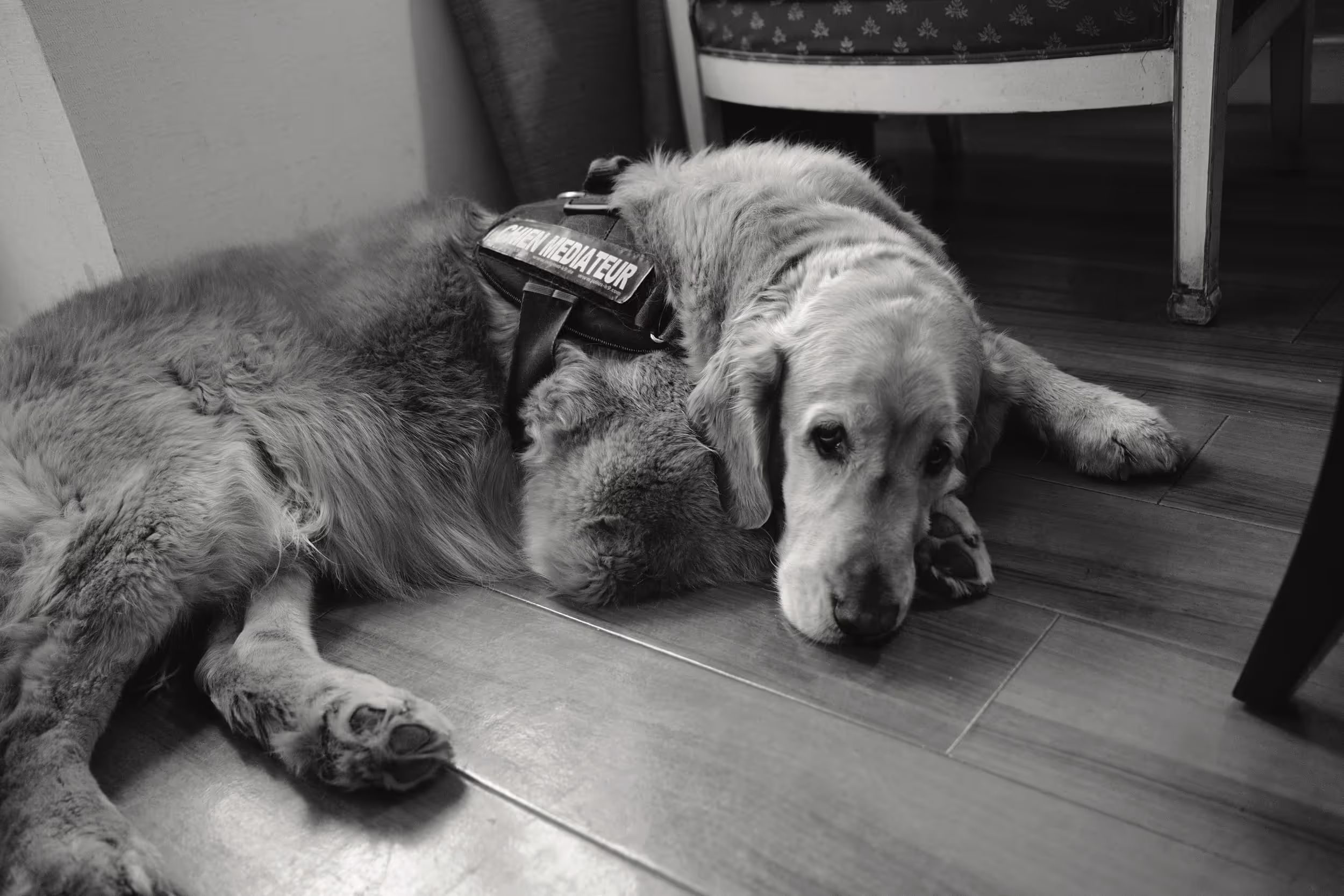 Chien médiateur allongé sur un sol en bois, portant un harnais avec l’inscription 'Chien Médiateur', dans une pièce avec une chaise en arrière-plan.