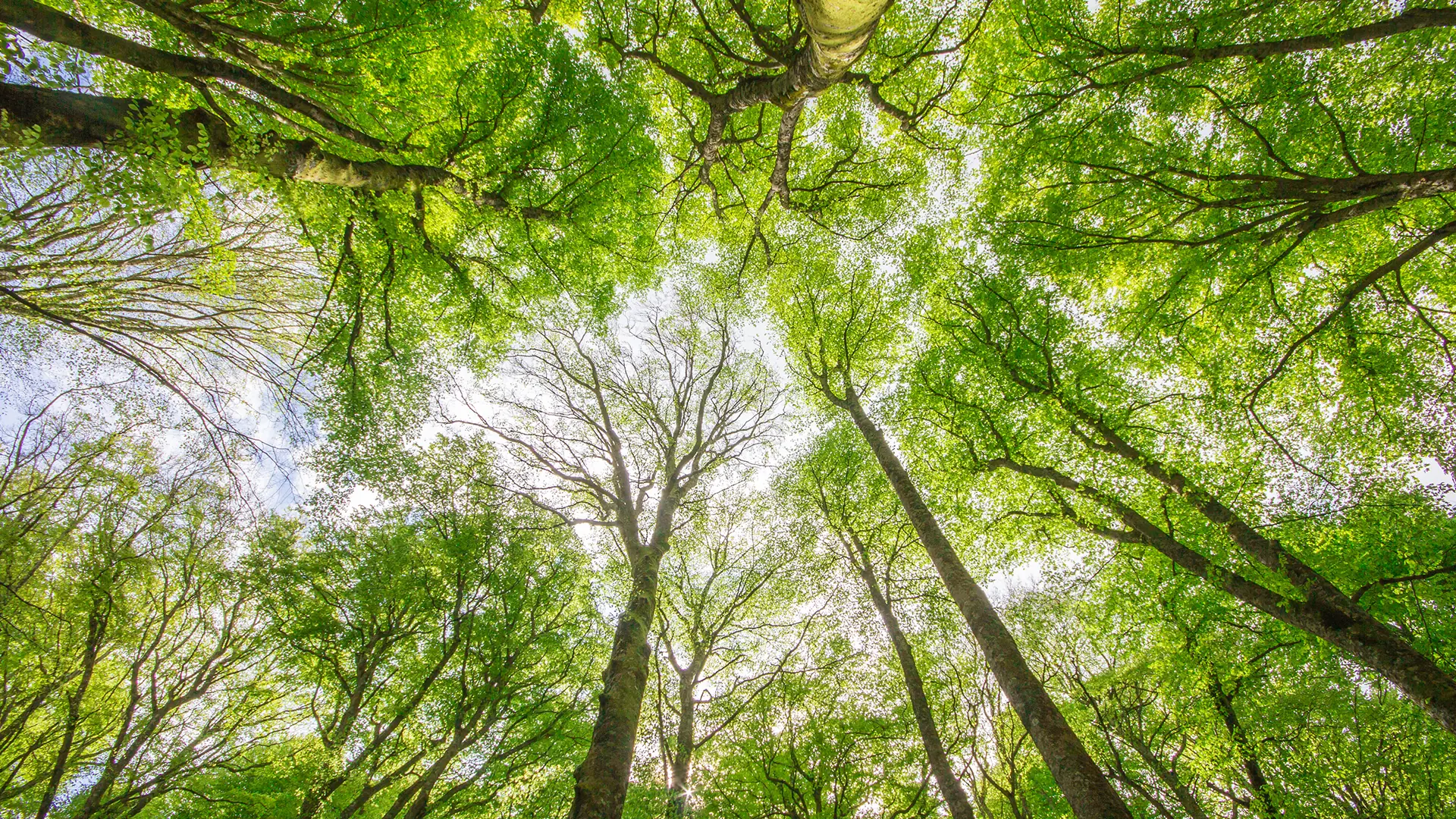 Blick durch einen Wald mit hohen Bäumen, die dichtes grünes Laub tragen.