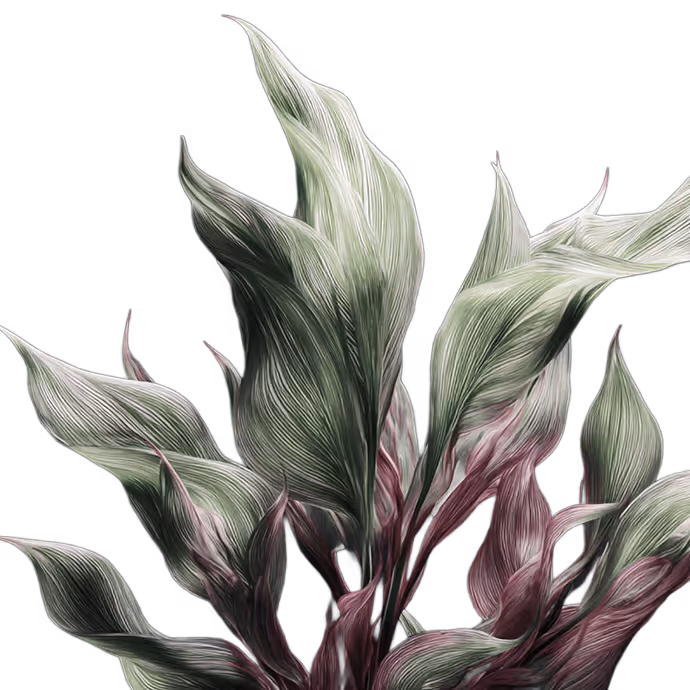 Close-up of Calathea plant leaves with green and purple hues on a transparent background.