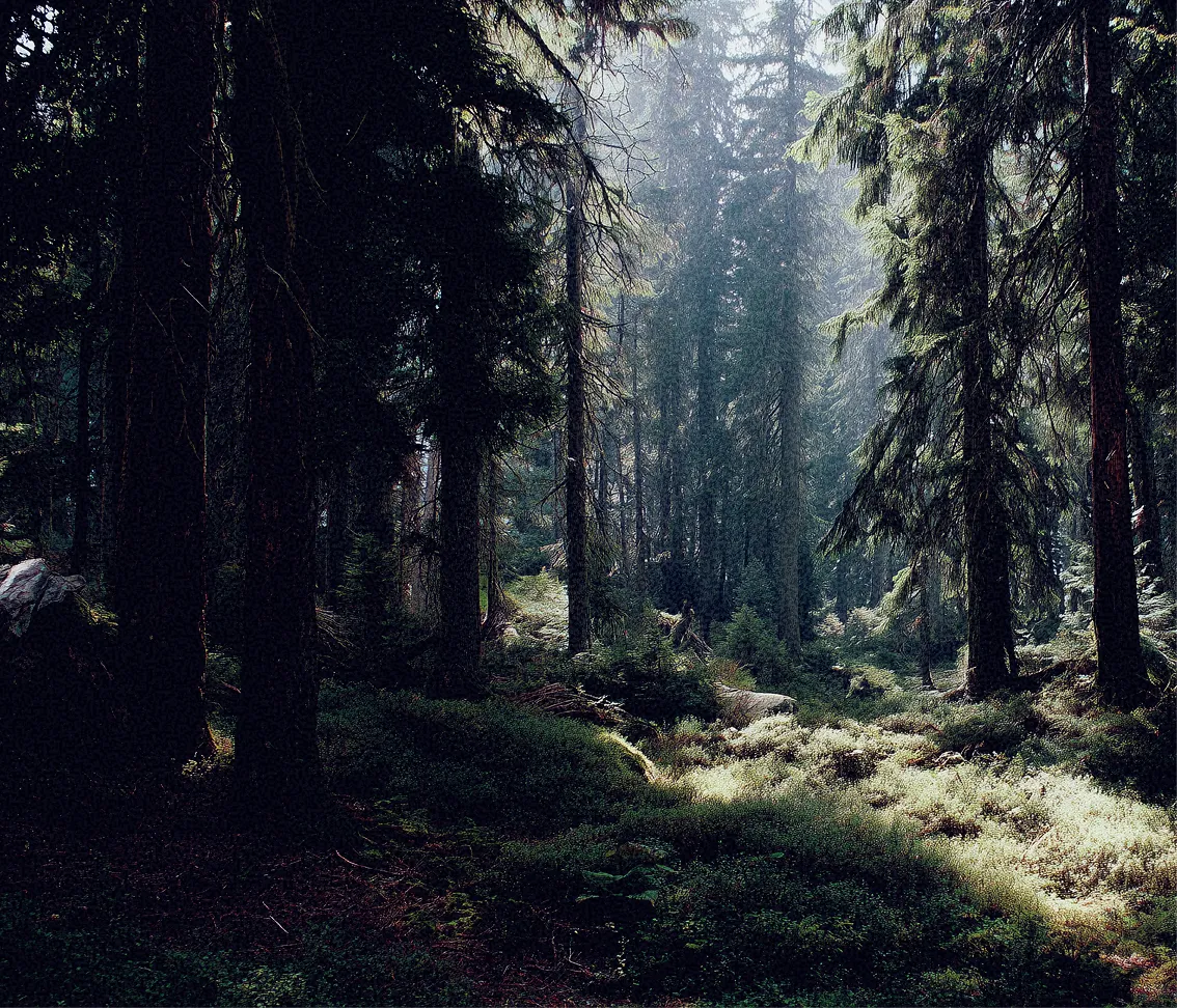 Dense forest with tall evergreen trees and sunlight filtering through branches onto moss-covered ground.
