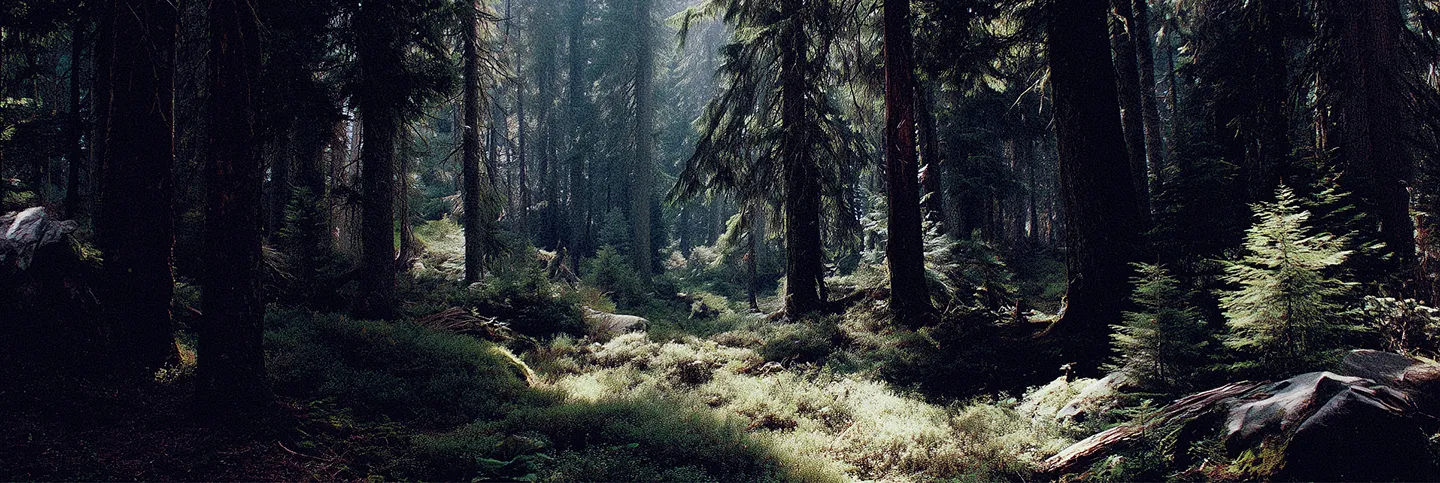 Sunlight filtering through dense evergreen trees over forest floor covered with moss and shrubs.