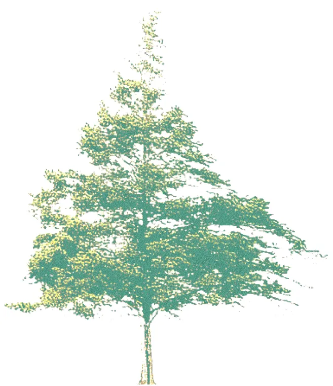 Illustration of a tall, leafy tree with a narrow trunk and spreading branches against a white background.