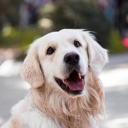 Happy golden retriever dog with mouth open and tongue slightly out in an outdoor setting.