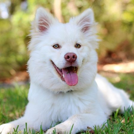 Fluffy white dog with pink nose and its tongue out lying on green grass outdoors.