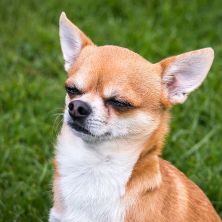 Close-up of a small brown and white Chihuahua dog with eyes partially closed, sitting on green grass.