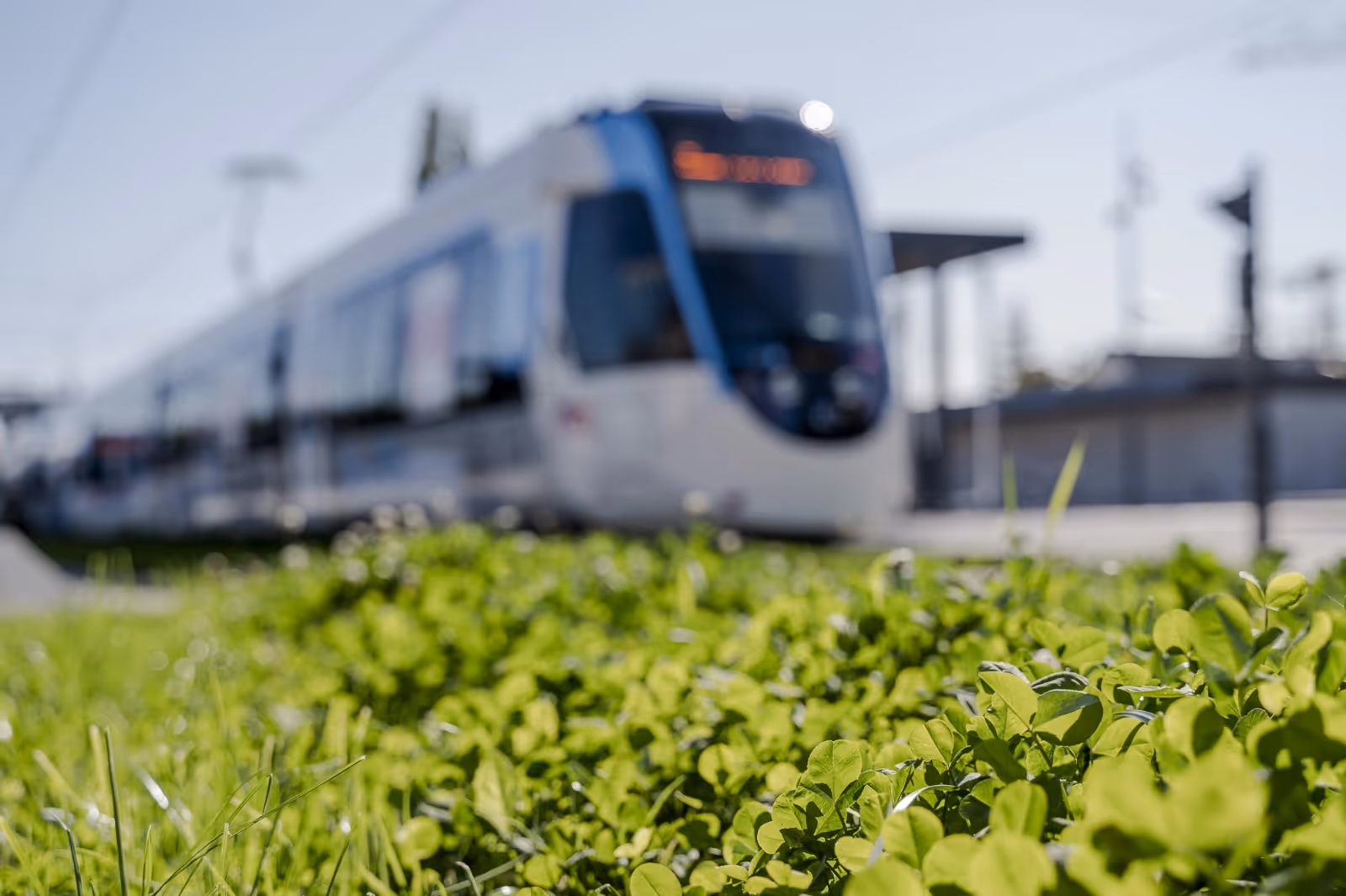 Un tram moderne flou en arrière-plan, avec un premier plan net montrant de l'herbe verte et des trèfles sous un ciel ensoleillé.