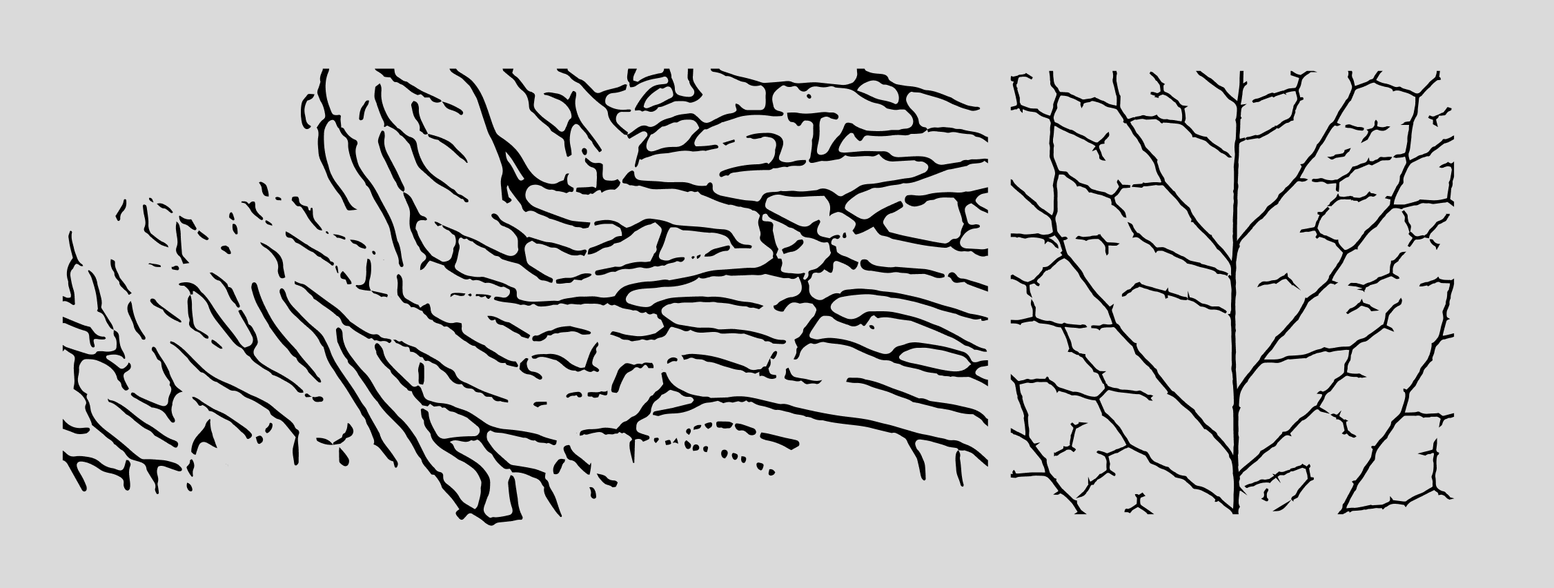 Texture ispirate a corallo e foglia 