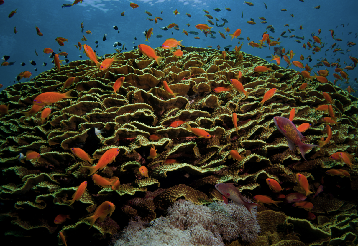 barriera corallina - Isola Niue. Ha Niue associazione per gestire turismo in modo ecosostenibile