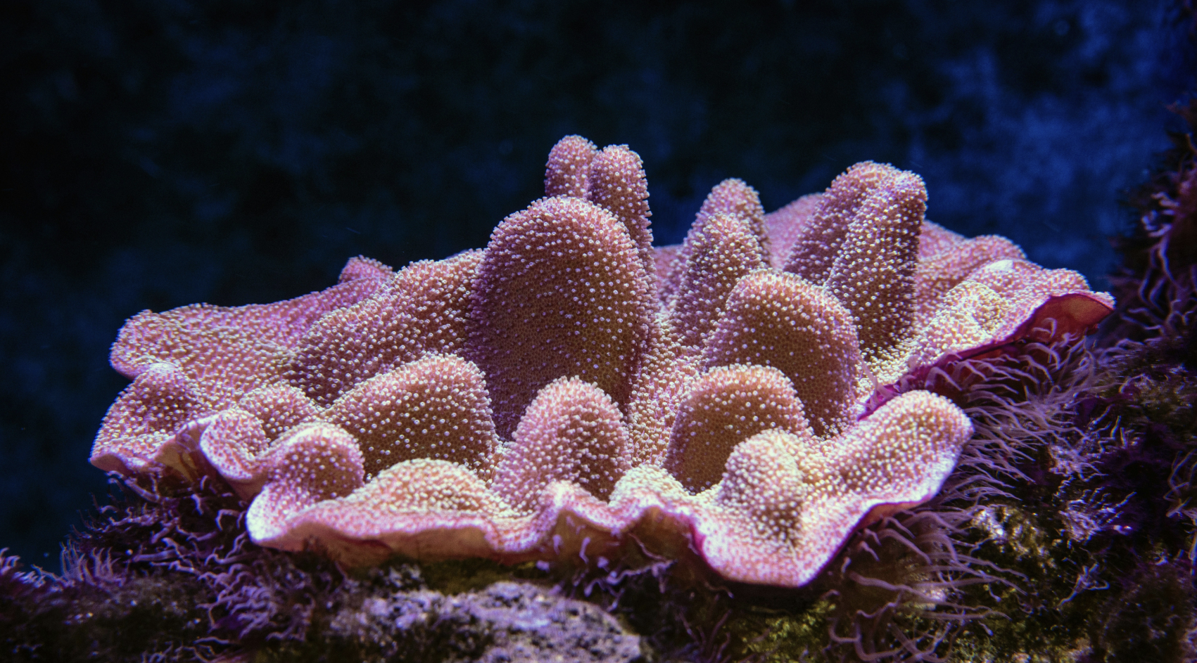 barriera corallina - Isola Niue. Ha Niue associazione per gestire turismo in modo ecosostenibile