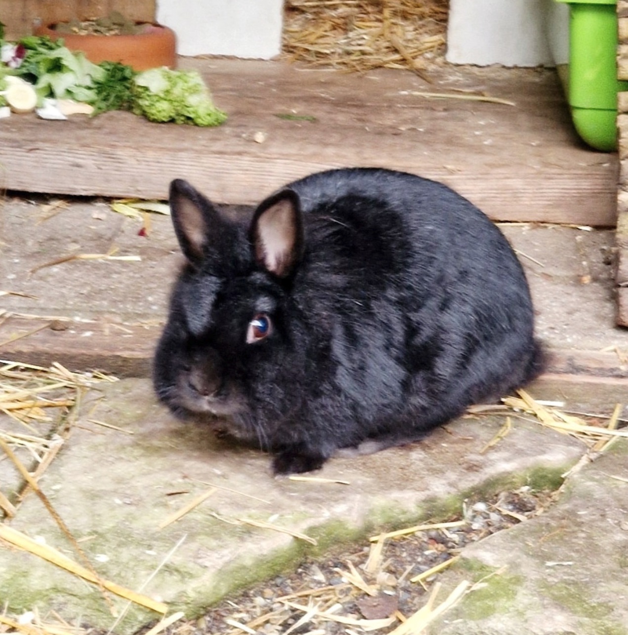 Social Media Beitrag: Kanninchen