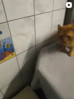 Social Media Beitrag: Neue Adoption Katze