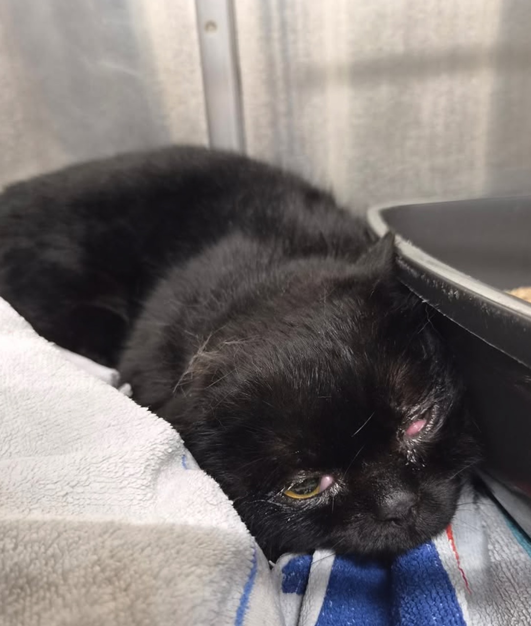 Social Media Beitrag: Katzenbesitzer gesucht