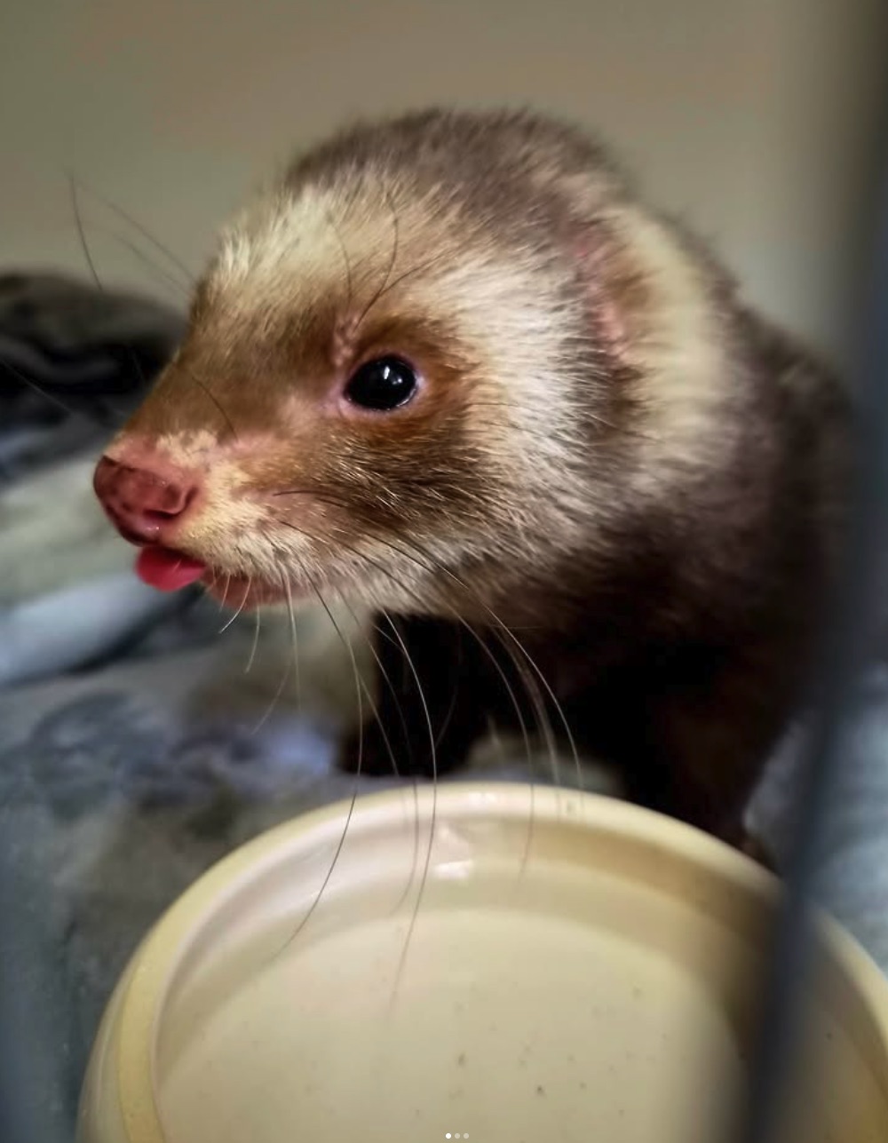 Social Media Beitrag: Besitzer Frettchen 