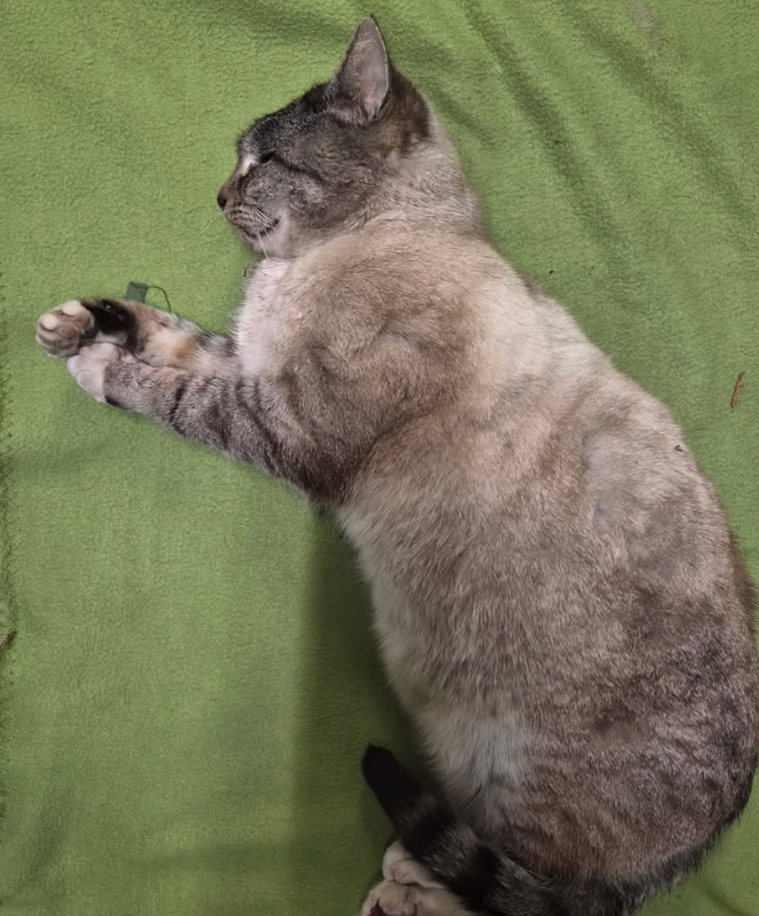 Social Media Beitrag: Fundkater Tod