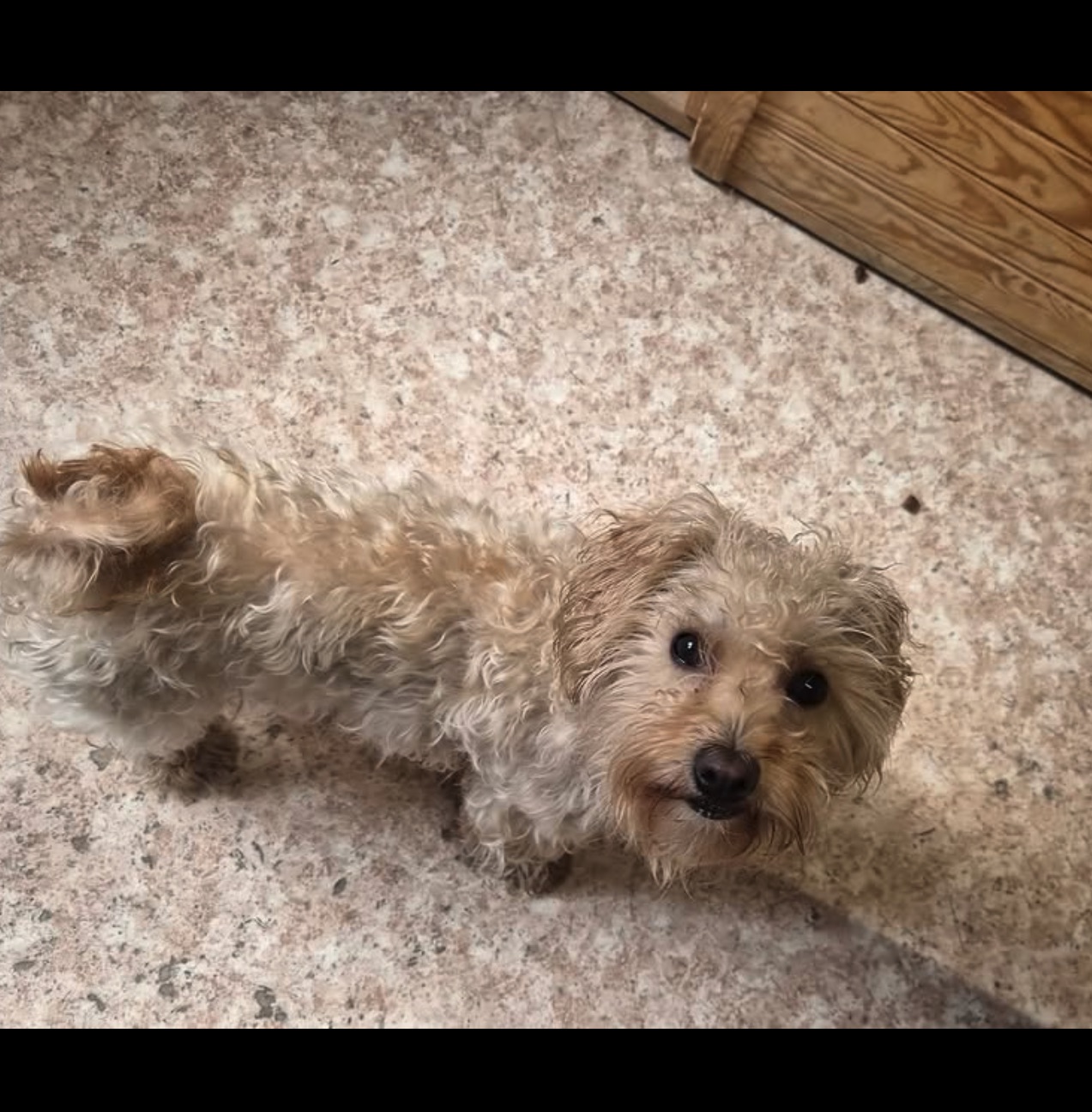 Social Media Beitrag: Fundhund gefunden