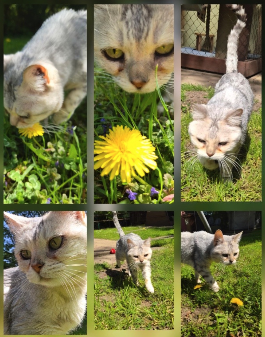 Social Media Beitrag: Katze