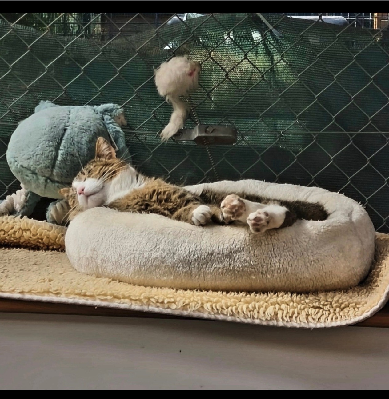 Social Media Beitrag: Katze