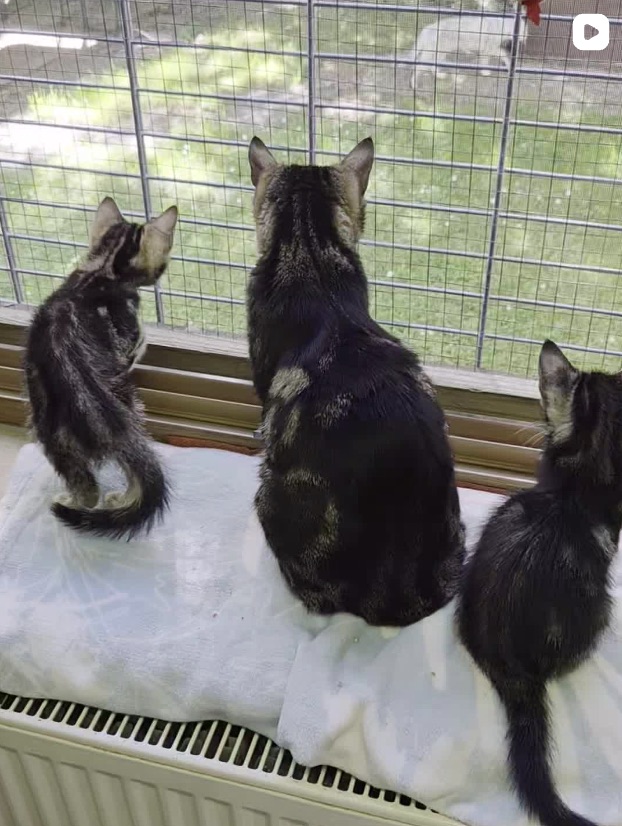 Social Media Beitrag: Katzen
