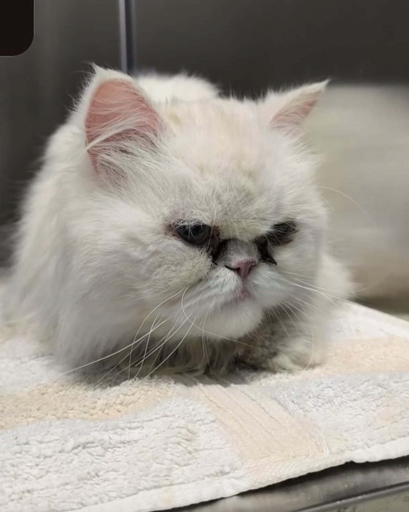 Social Media Beitrag: Fundkatze wurde abgeholt