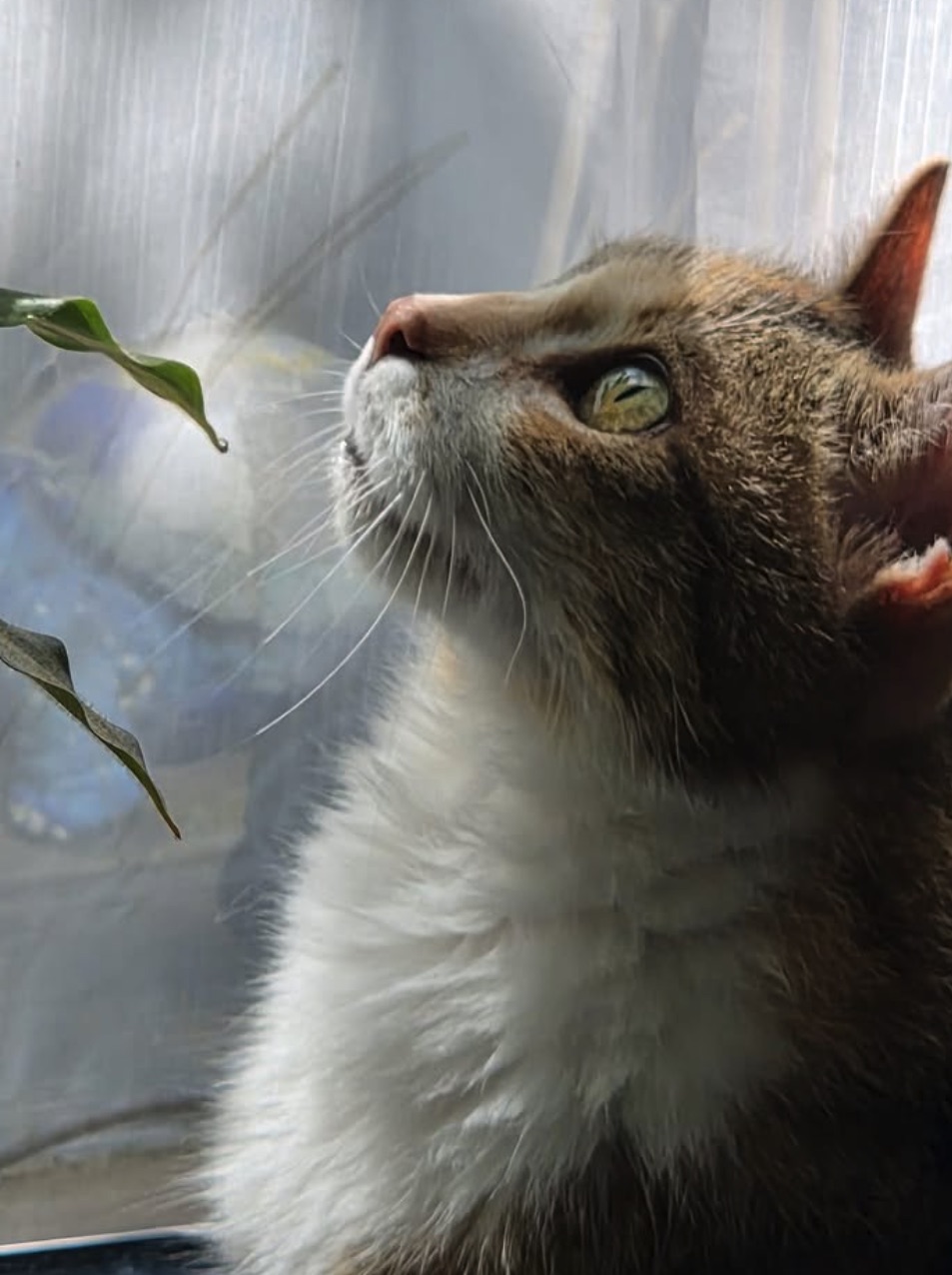 Social Media Beitrag: Katze
