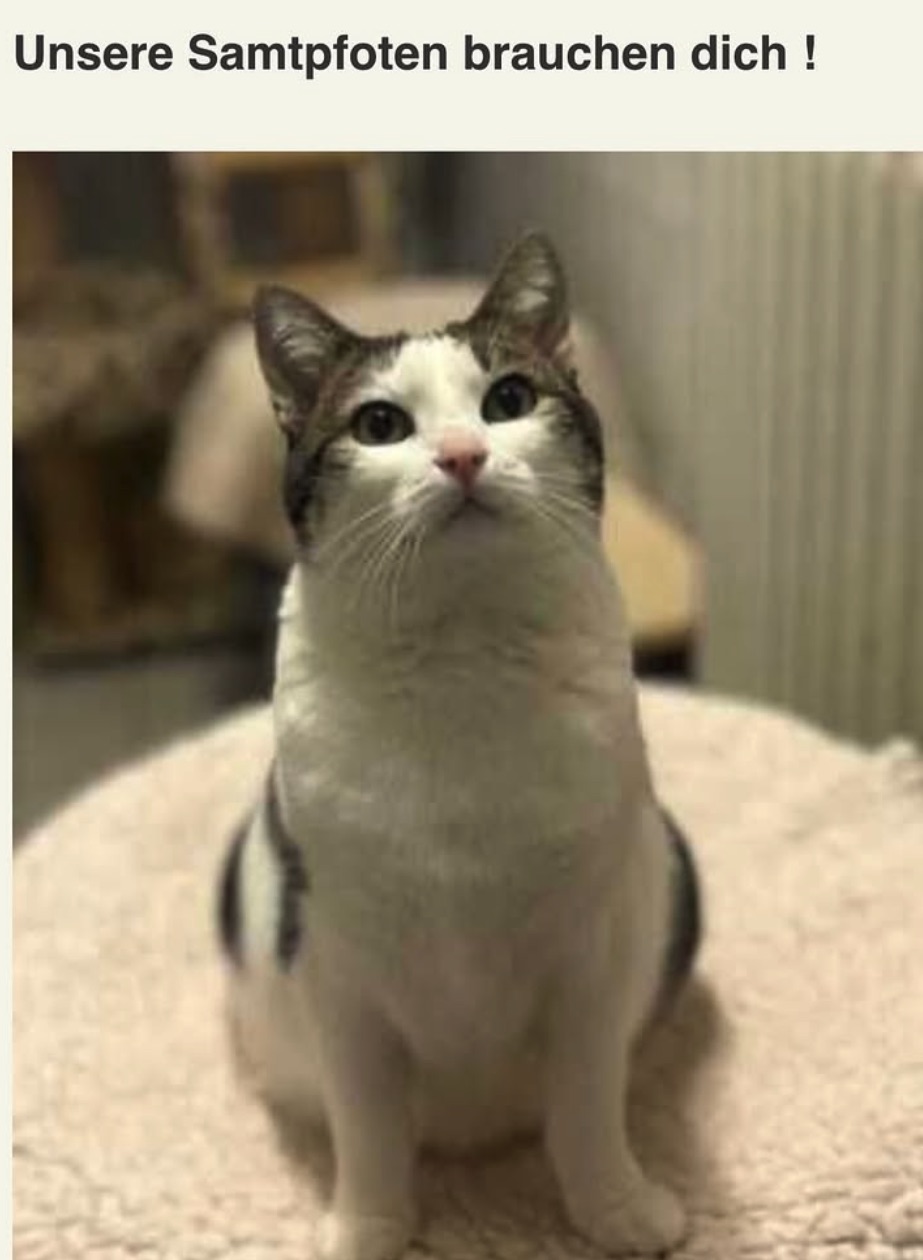 Social Media Beitrag: Katze