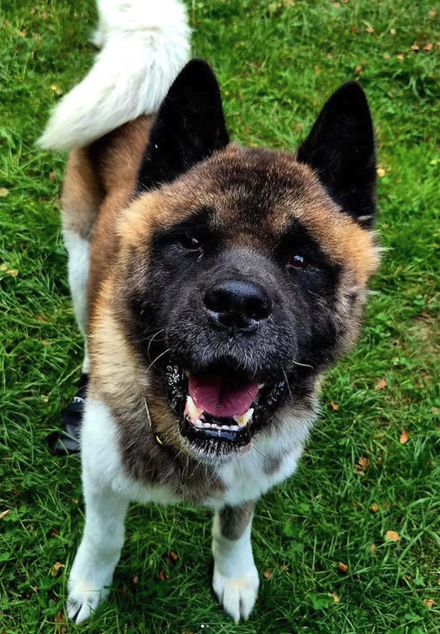 Social Media Beitrag: Hund