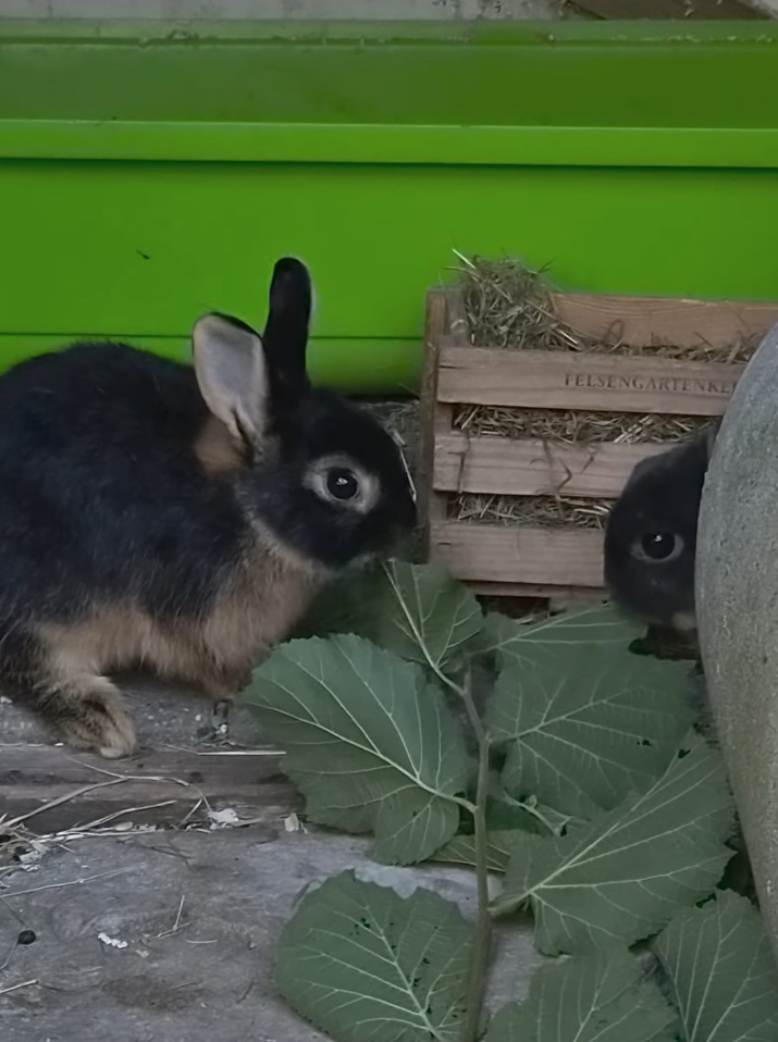 Social Media Beitrag: Kaninchen 