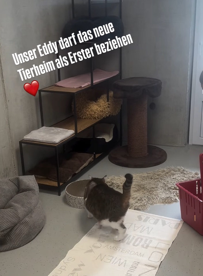 Social Media Beitrag: Eddy bezieht das Tierheim