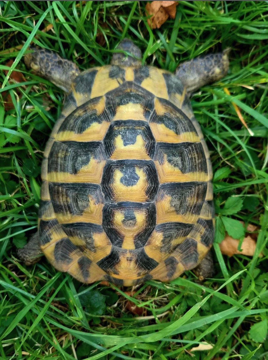 Social Media Beitrag: Schildkröte