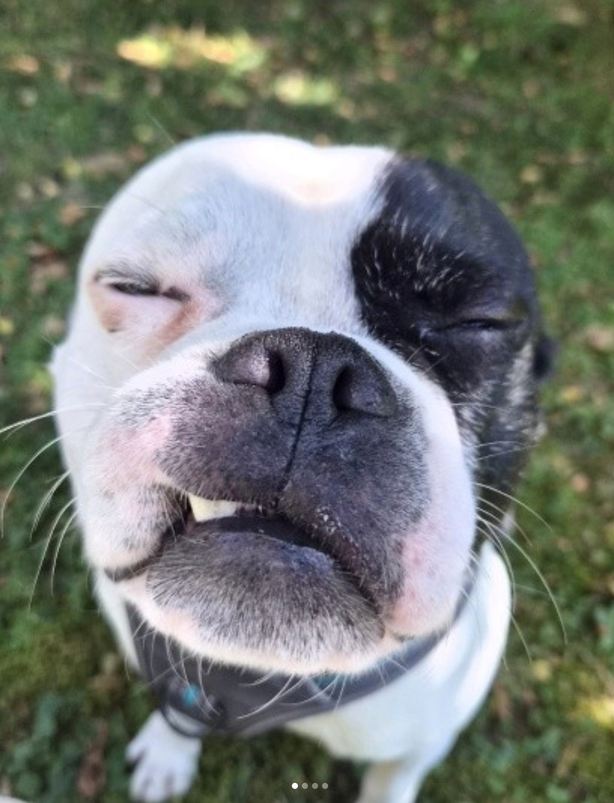 Social Media Beitrag: Hund