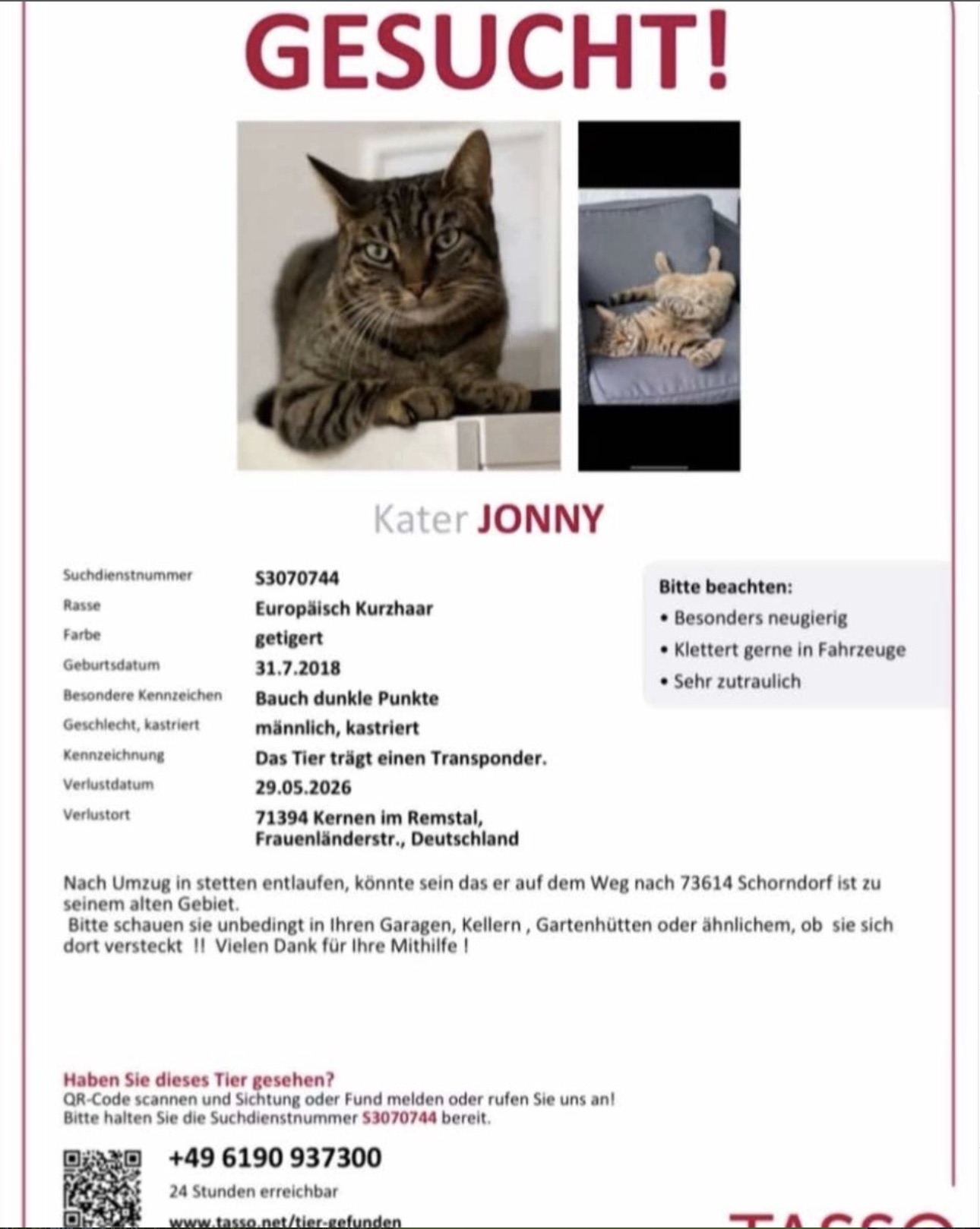 Social Media Beitrag: Katze gesucht!