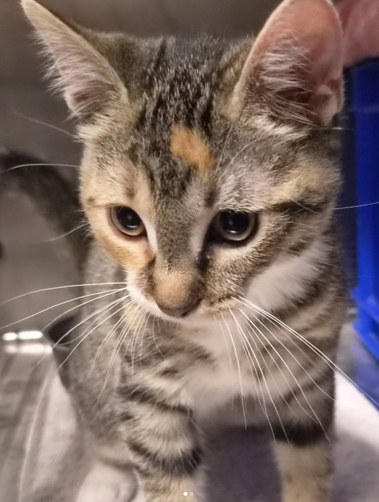 Social Media Beitrag: Katze
