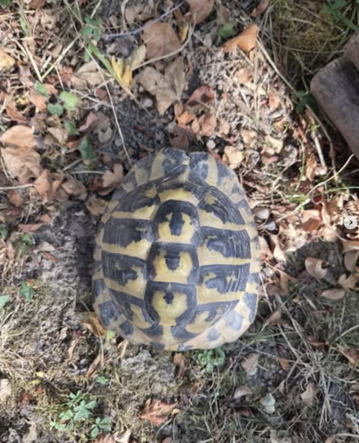 Social Media Beitrag: Schildkröte