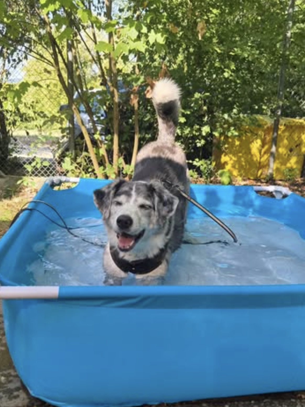 Social Media Beitrag: Hund