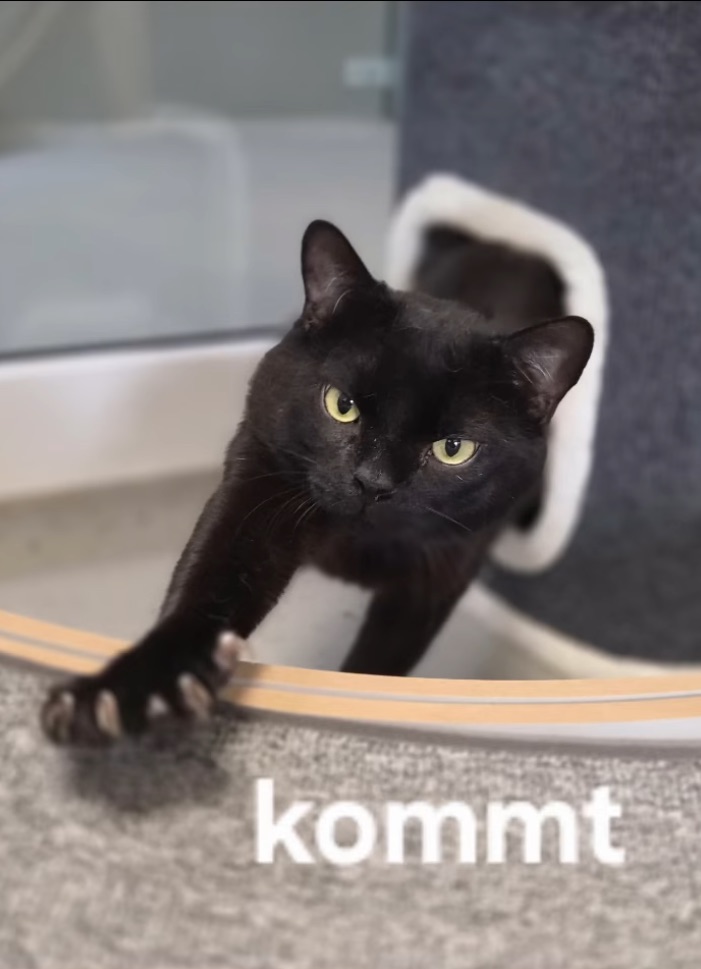 Social Media Beitrag: Katze