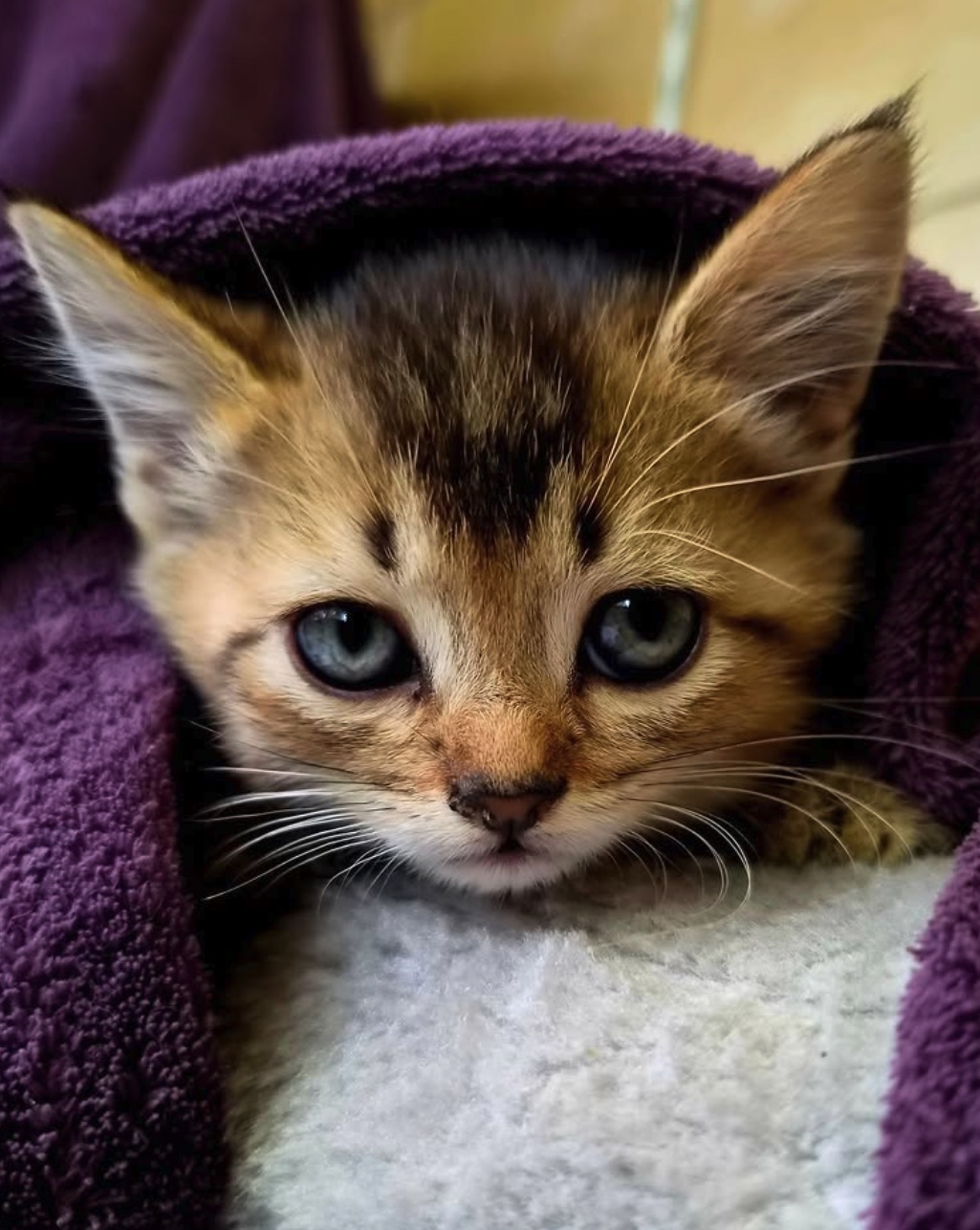 Social Media Beitrag: Katze