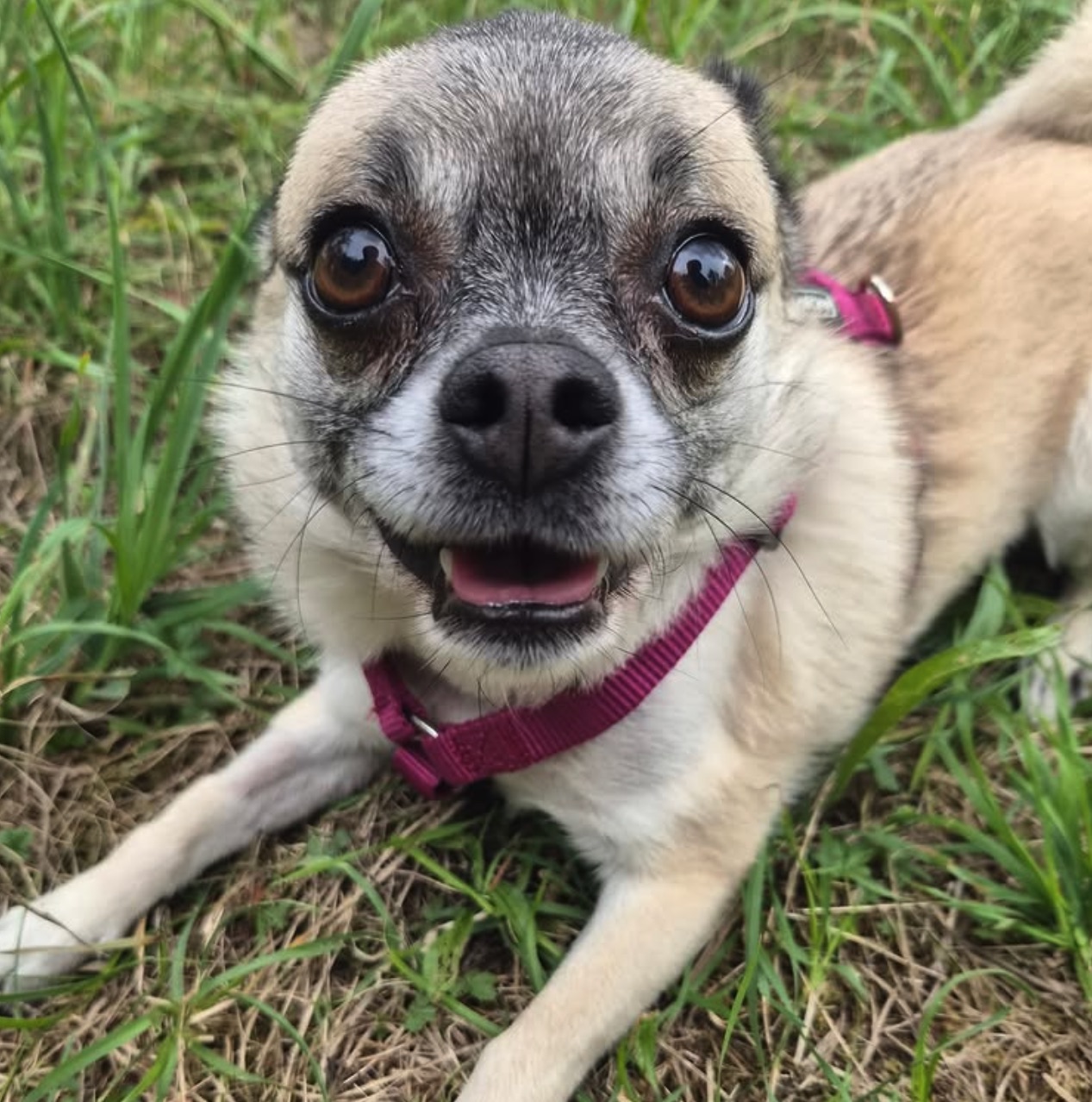 Social Media Beitrag: Hund