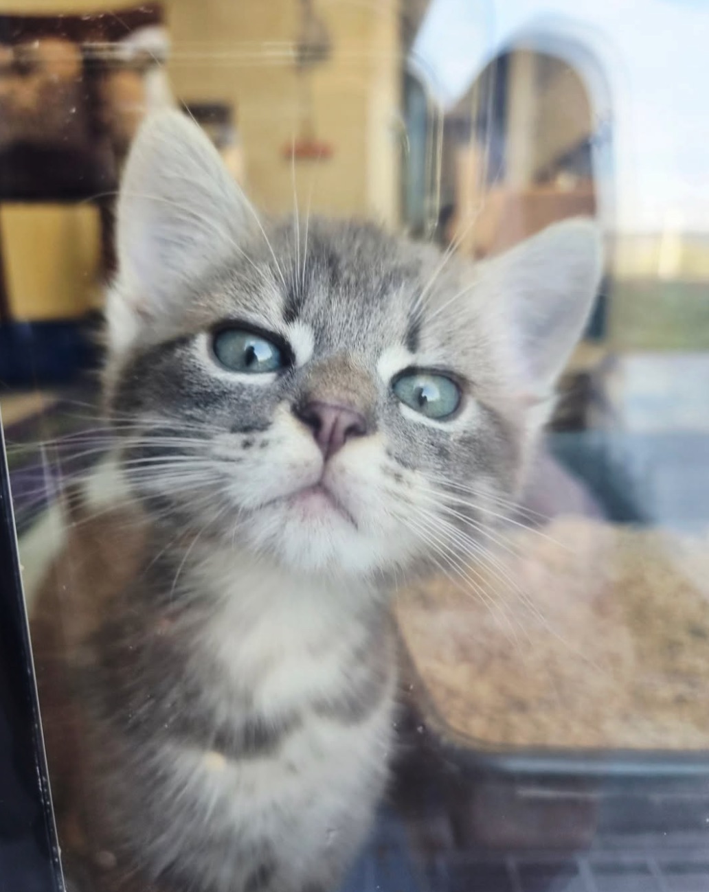 Social Media Beitrag: Katze