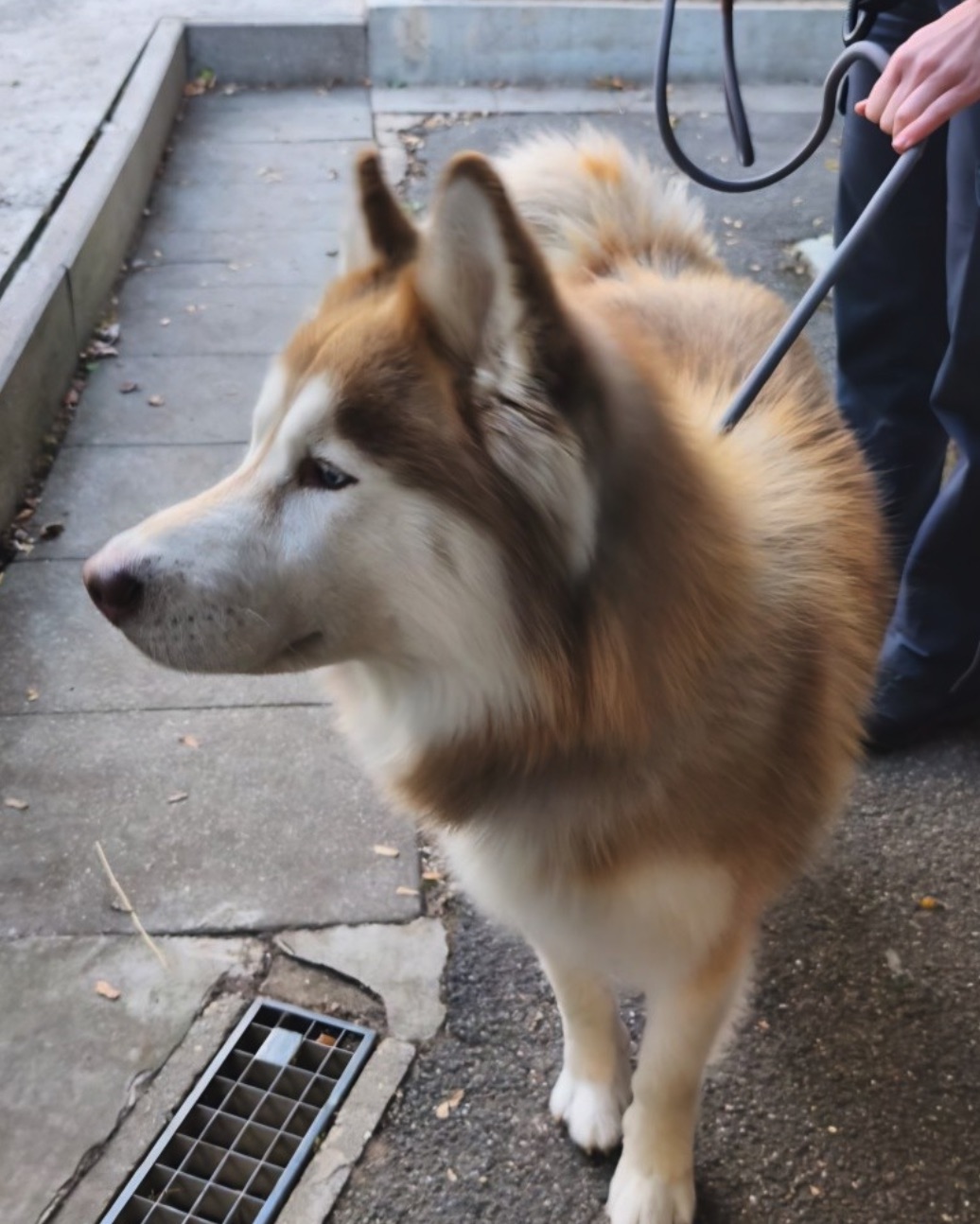 Social Media Beitrag: Hund